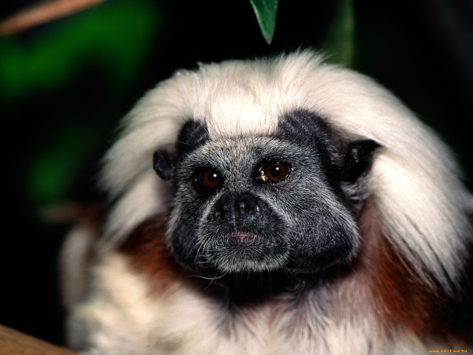 face, only, mom, could, love, cotton, top, tamarin, , 